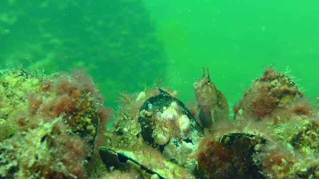 Male Tentacled blenny (Parablennius tentacularis) and goby among mussel shells.