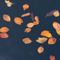 autumn leaves float on water of pond with reflections
