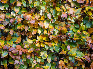 closeup of beech leaves on hedge with autumn colors in the fall