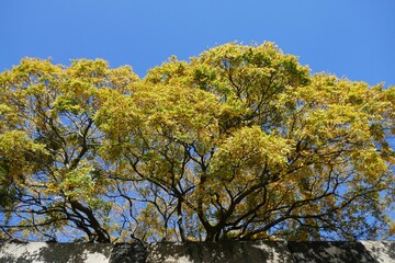 Obraz premium 樹木のある風景