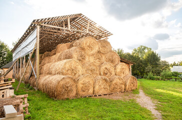 Hay storage with harvested bales of hay for cattle