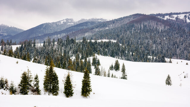 mountainous winter landscape on an overcast day. fir forest on a snow covered hills at the foot of borzhava ridge, ukraine