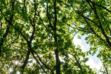 Close-up of the crown of oak trees.