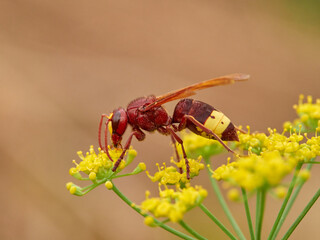 Invasive Asian wasp on a flower. Vespa orientalis.