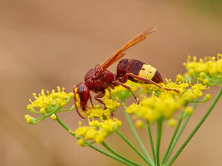 Invasive Asian wasp on a flower. Vespa orientalis.
