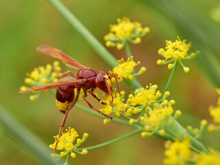 Invasive Asian wasp on a flower. Vespa orientalis.