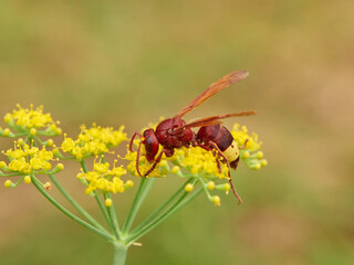 Invasive Asian wasp on a flower. Vespa orientalis.