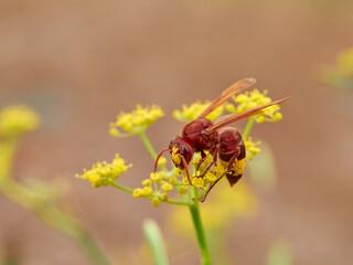 Invasive Asian wasp on a flower. Vespa orientalis.