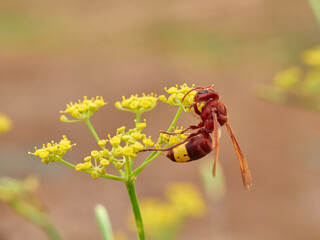 Invasive Asian wasp on a flower. Vespa orientalis.