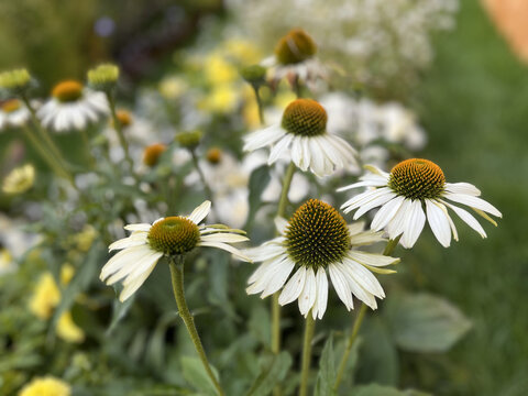 Une belle vue sur les fleurs de camomille photographi&eacute;es &agrave; Nancy, France