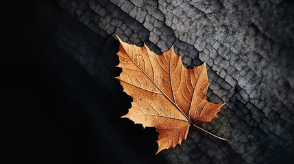 Fototapeta premium Autumn Leaf