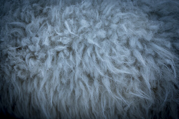 Sheep fur wool texture closeup background