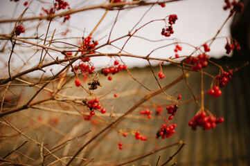 red berries in snow