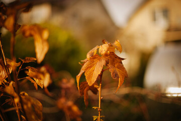 yellow autumn leaves