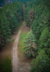 path in the woods