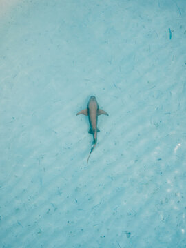 Nurse shark in transparent ocean on shallow water. Aerial view