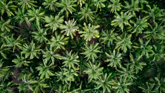 Aerial Drone Footage Of Wax Palm Trees In Cocora Valley, Colombia, Latin America
