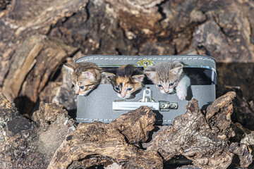 three small kittens in a box