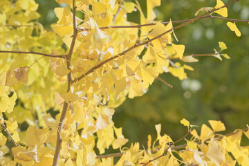 秋の色ずく木々の葉