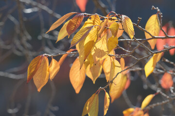 秋の色ずく木々の葉
