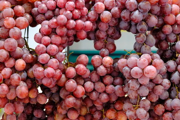 a sprig of red grapes hanging on food stall. fruit market. red globe grapes. 