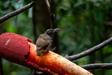 Female Magnificent bird-of-paradise or Diphyllodes magnificus in Arfak mountains in West Papua, Indonesia