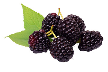 Fresh Blackberry Displayed Simply on a transparent background