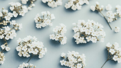spring blossom on white background