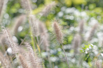 エノコログサの風