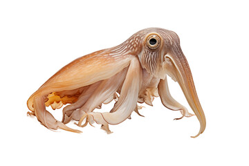 Stunning Cuttlefish Against White on a transparent background