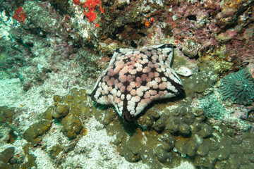 Cushion Starfish on a coral wall off the coast of Musandam in Oman