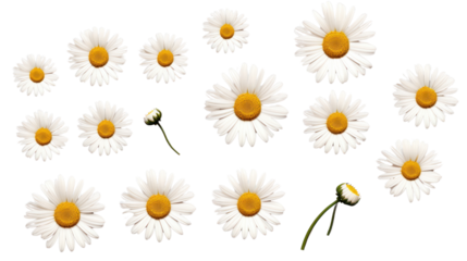 Set of daisies isolated in PNG file, transparent background.