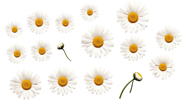 Set of daisies isolated in PNG file, transparent background.