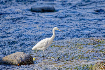 川の彩り、鷺の足跡