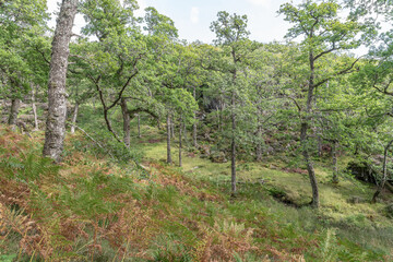 Fototapeta na wymiar Glenborrodale Nature Reserve, Argyll and Bute, Scotland