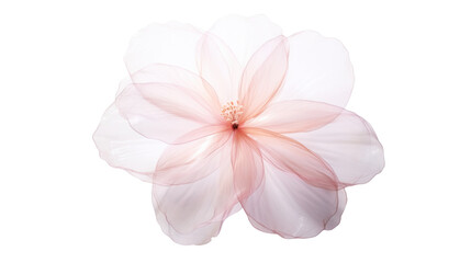 Set of airy, soft, elegant petals, small flowers, isolated on transparent background PNG file.