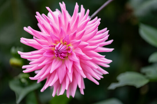Pink Cactus dahlia Flower in bloom