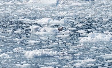 Harbour Seal on a growler (small iceberg) in an ice flow in College Fjord, Alaska, USA