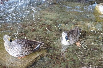 流れに寄せる鴨