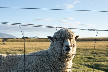 Sheep graze outdoors in New Zealand at sunset. The small cattle, animal husbandry.