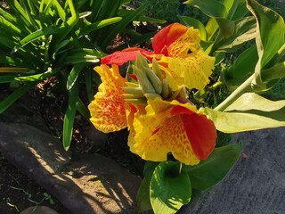 Close-up view of bright, beautiful and colorful canna lily flower - obrazy, fototapety, plakaty