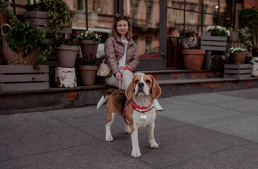 Portrait of a beagle dog with a girl owner in summer
