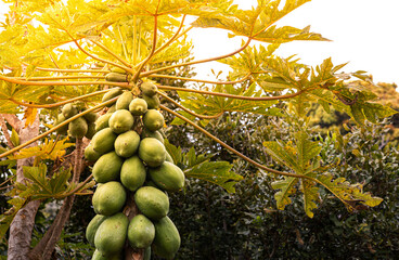 Papaya  fruit tree in the garden waiting to be harvested Green papaya from Thai farmers thai fruit.