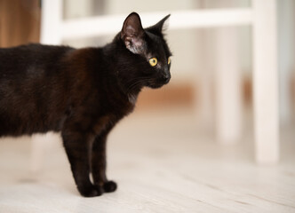 Fototapeta na wymiar kot czarny