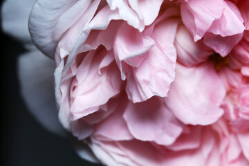 八重咲きのピンク紫の妖艶なバラの花びらのアート風テクスチャー（自然光・マクロレンズ接写）