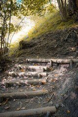 autumn in the forest