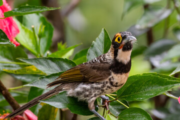 Ornate Melidectes or ornate honeyeater or Melidectes torquatus in Arfak Mountains in West Papua, Indonesia