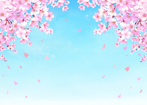 桜と青空の背景素材　桜吹雪　お花見　入学　卒業　入園　卒園　入社　ひな祭り　ひなまつり