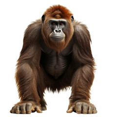 Large Brown Gorilla Standing Next to White Background on a transparent background PNG