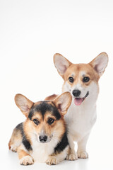 Pembroke Welsh Corgi portrait isolated on white studio background with copy space, family of two purebred dogs